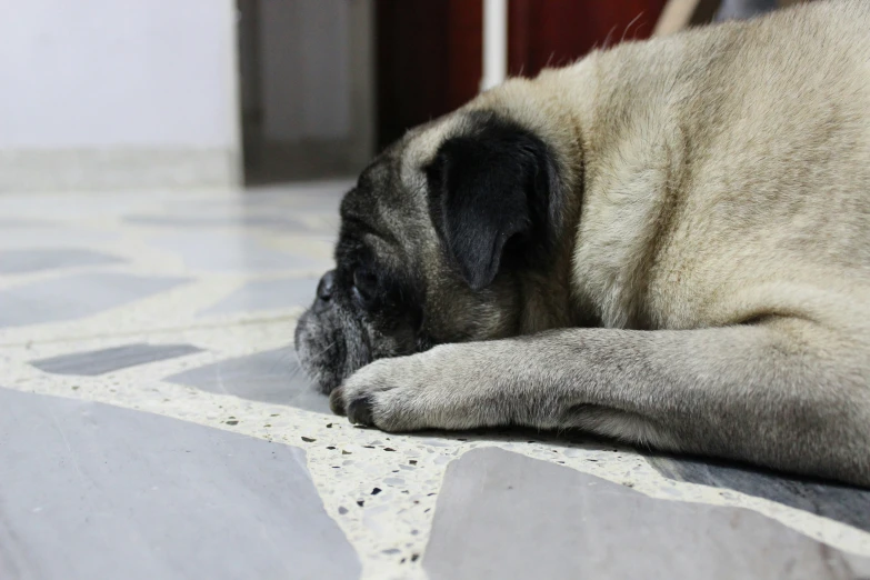 a small dog lying on the floor sleeping