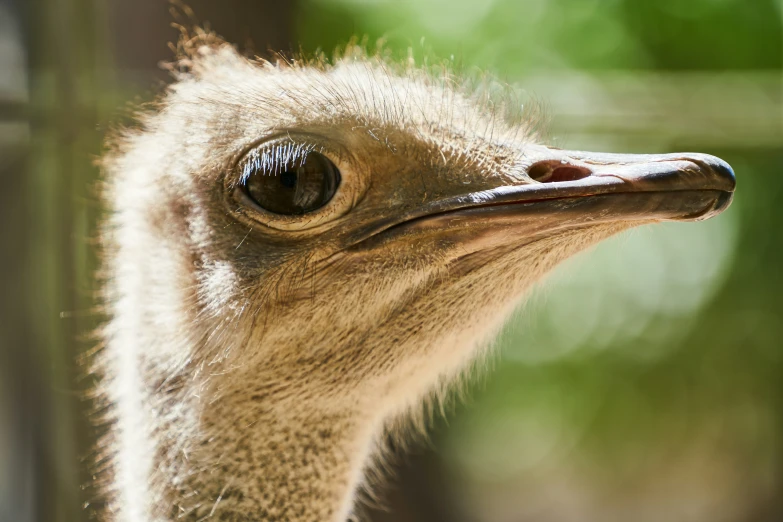 an ostrich looks like he is looking at soing