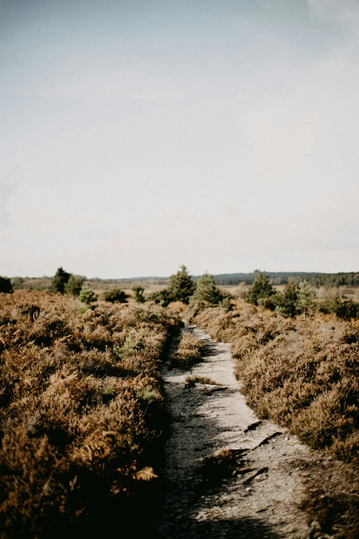 the path goes into the distance through the grassy area