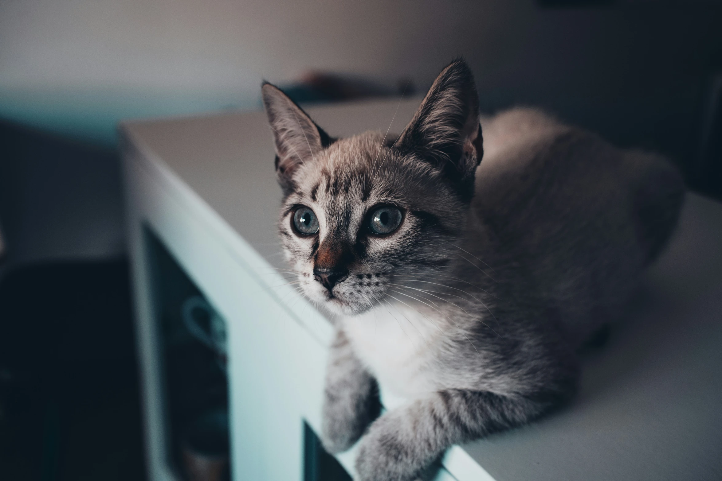 a cat laying down on top of a small white shelf