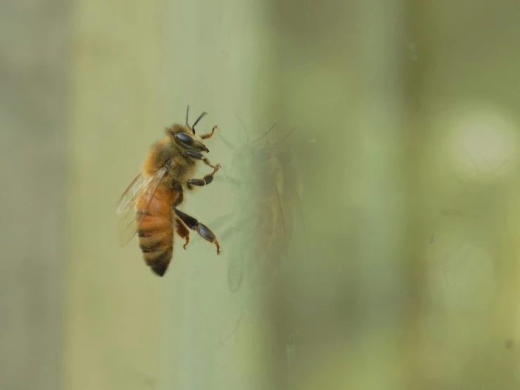 a small bees flying above a window in a house