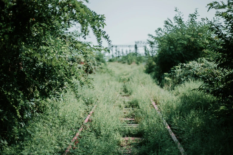 a narrow abandoned train track surrounded by lots of trees