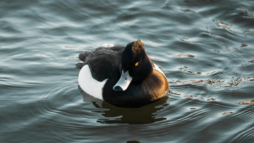 a black and white duck swimming on water