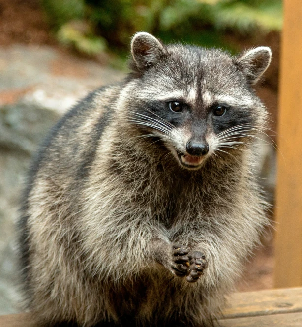 a rac sitting on a wooden floor looking at the camera