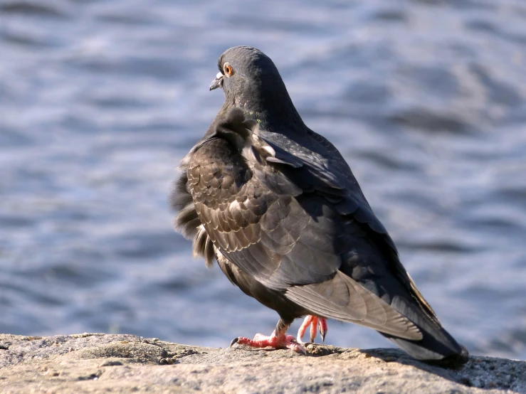 the bird stands on some rocks next to the water