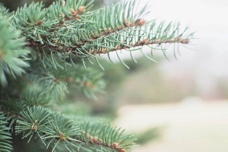 the needles of the nches of evergreens in a wintery setting