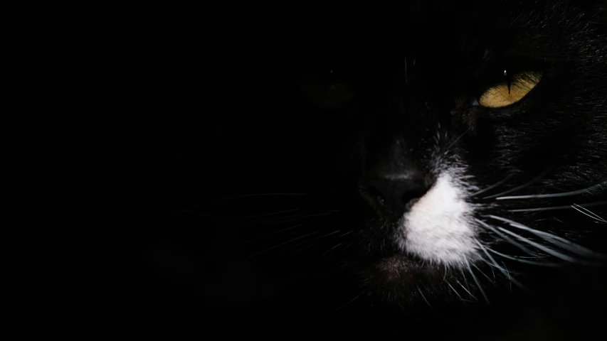 a cat with yellow eyes sitting on a black background