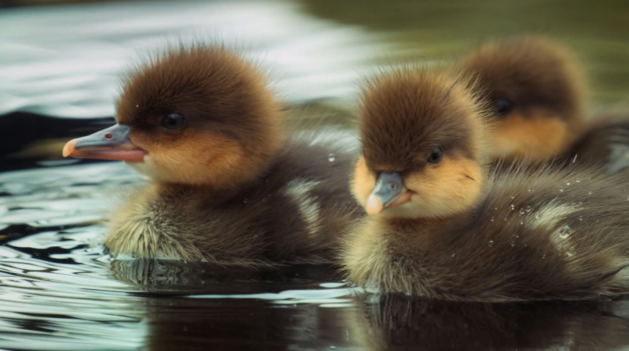 two baby ducks swim in the water