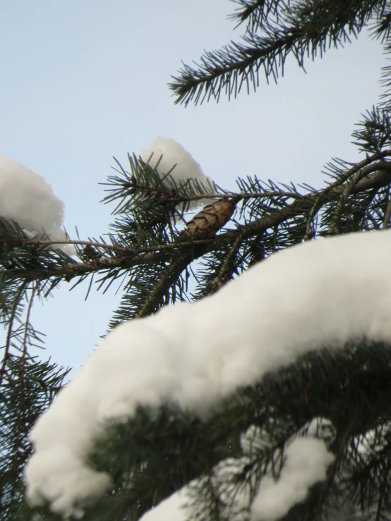 snow on a tree nch under the sky