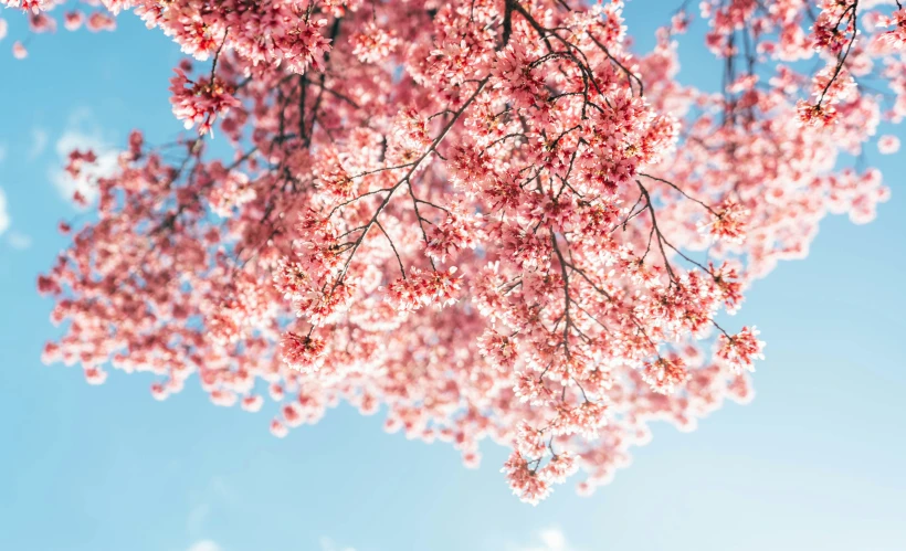 an artistic pograph of a tree nch with red flowers