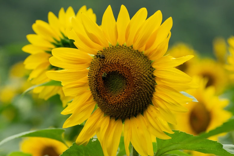 a big yellow flower in the middle of the field