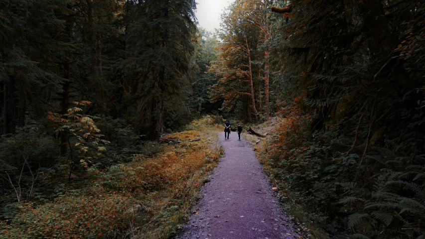 two people are walking down a purple path through trees