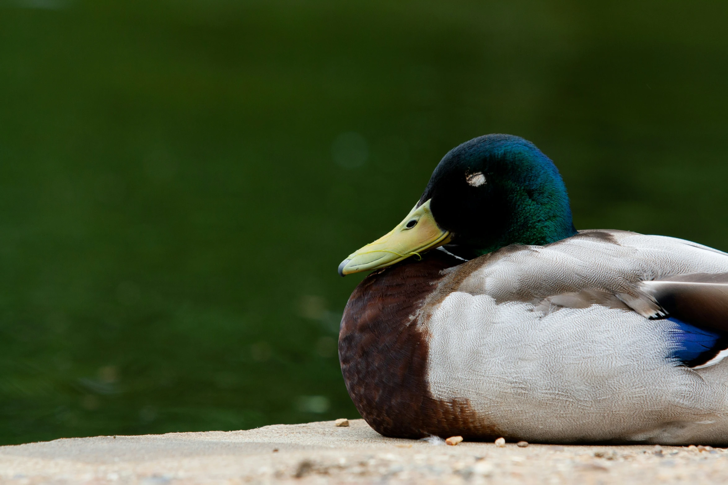 the duck is on the concrete near some water