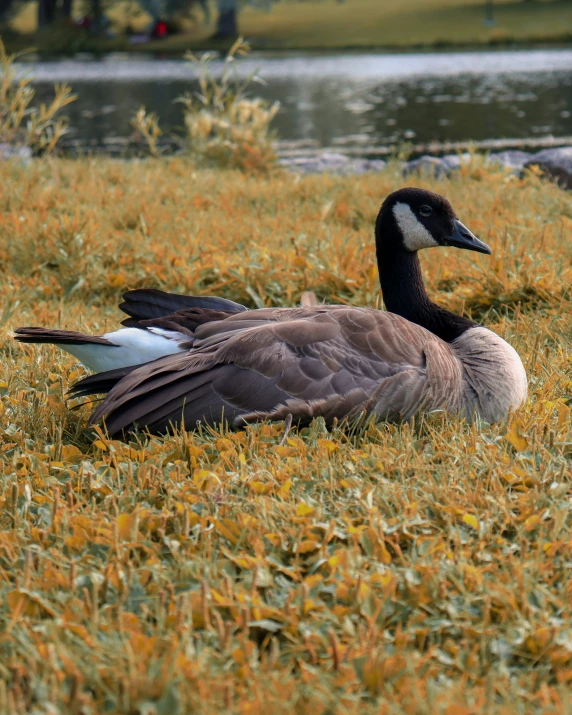 two geese sit in some grass next to a body of water