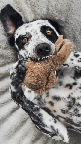 a dog laying on its back with a stuffed toy