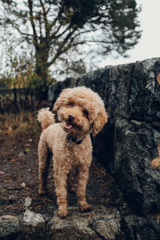 a brown dog is standing on top of some rocks