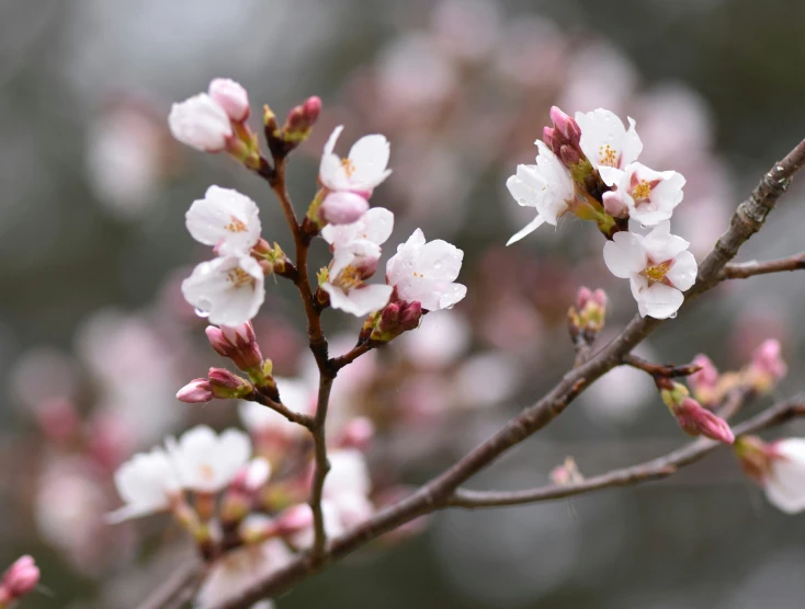 this flower is blossoming and blooming with pink flowers