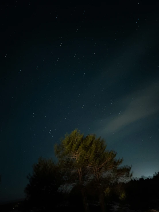 the stars glow on the night sky above a tree