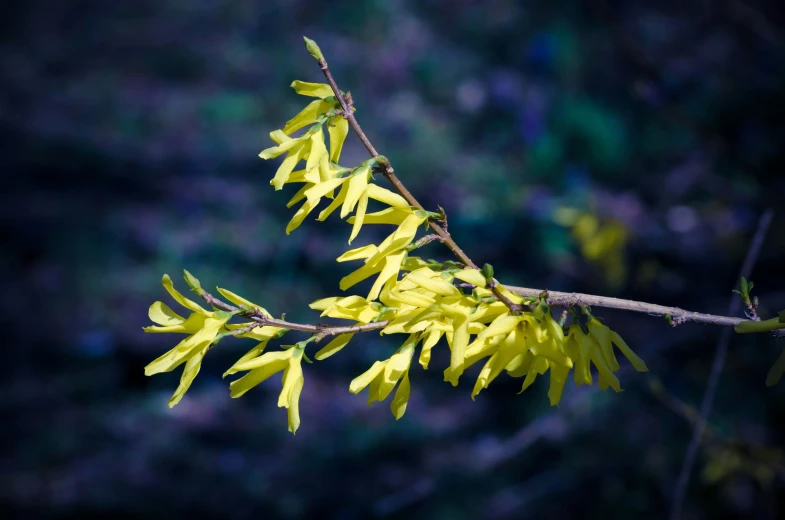 a tree nch with yellow flowers, showing the blossoms