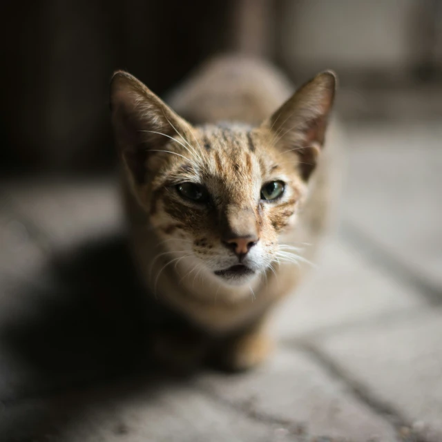 a cat is looking at the camera while sitting