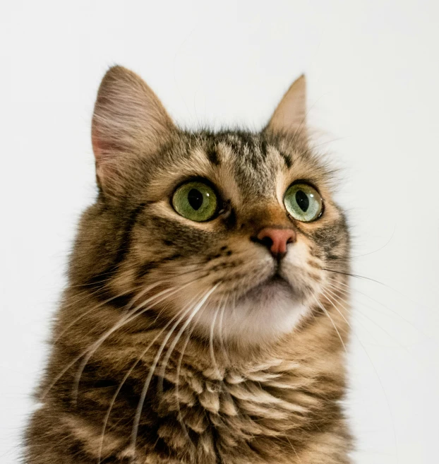 an extreme close up of a grey and brown cat with big green eyes