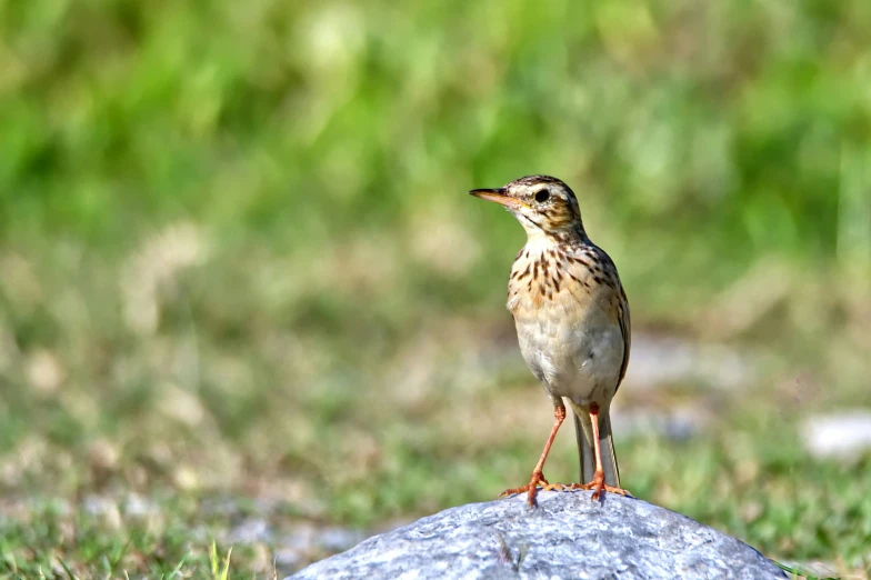 a small brown and white bird standing on a rock