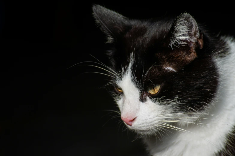 a black and white cat sitting in the dark