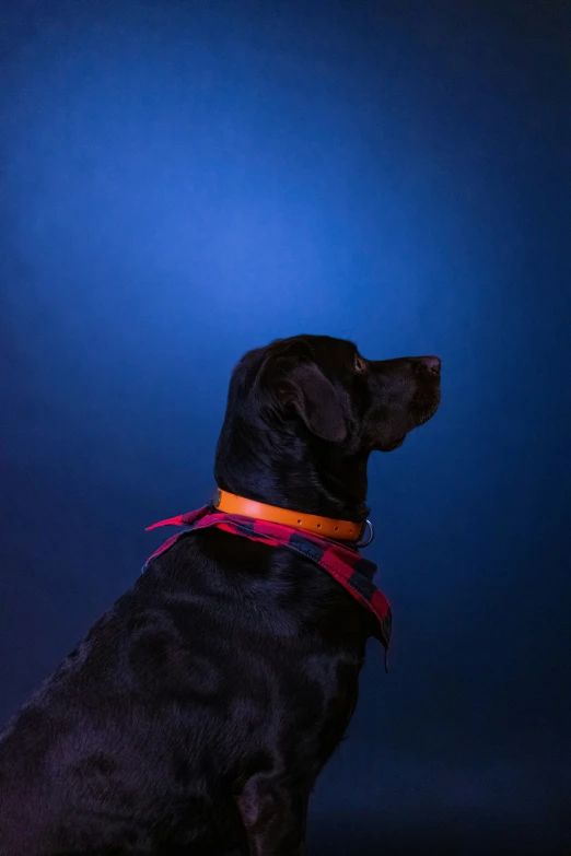 a dog that is sitting down with a collar