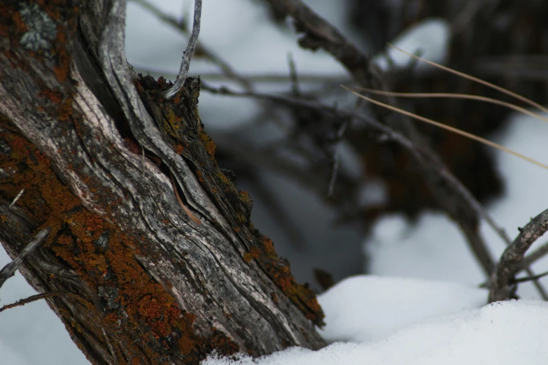 the small animal is standing in the snow by the tree