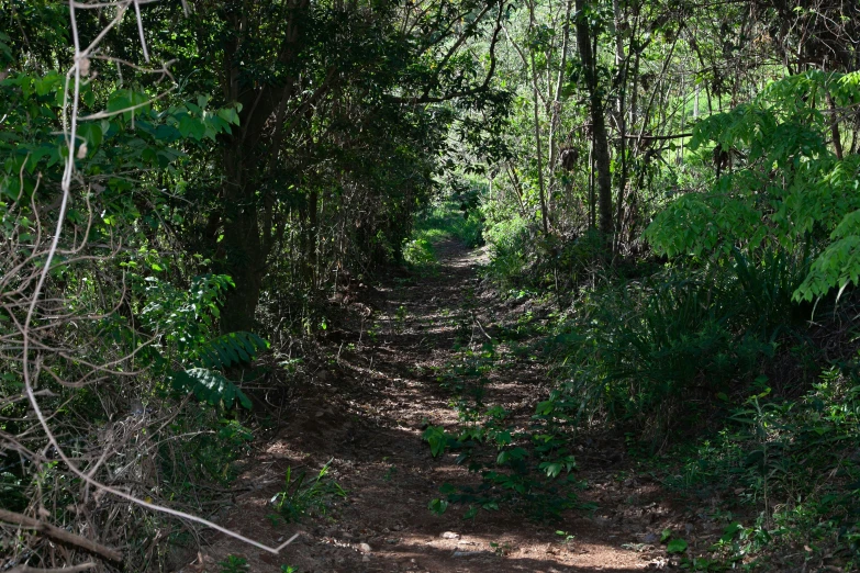 a small dirt trail in the woods with some trees