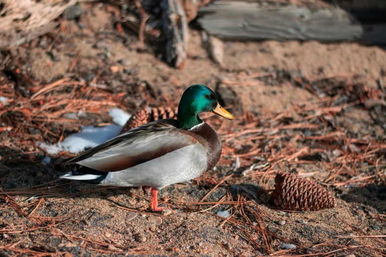 a duck is walking by on the ground next to some pine cones