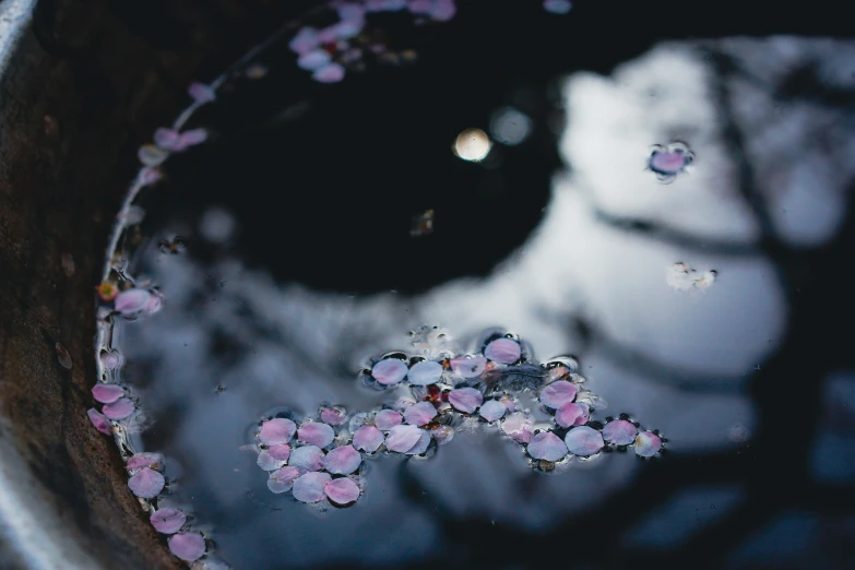 a plant is reflected in water with pink flowers