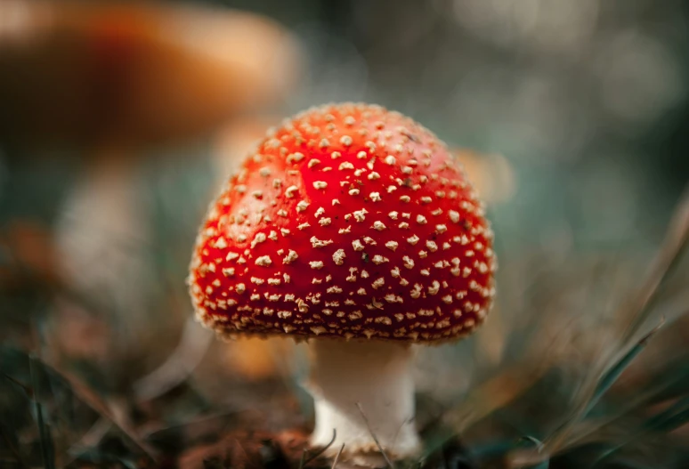 a close up of a small red mushroom