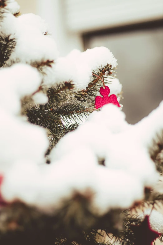 the top part of a pine tree in snow