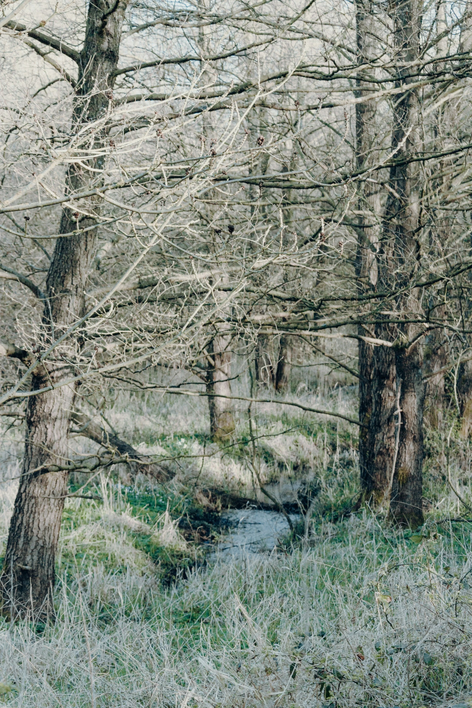 an image of winter landscape with trees and water