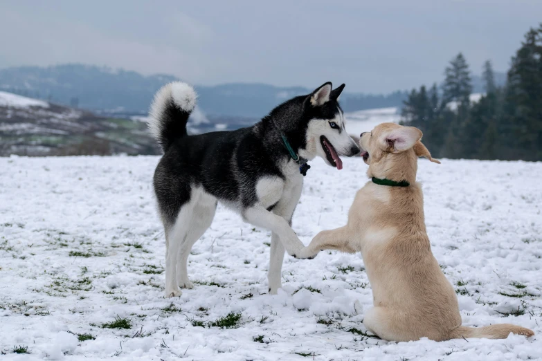 two dogs fight in the snow with each other