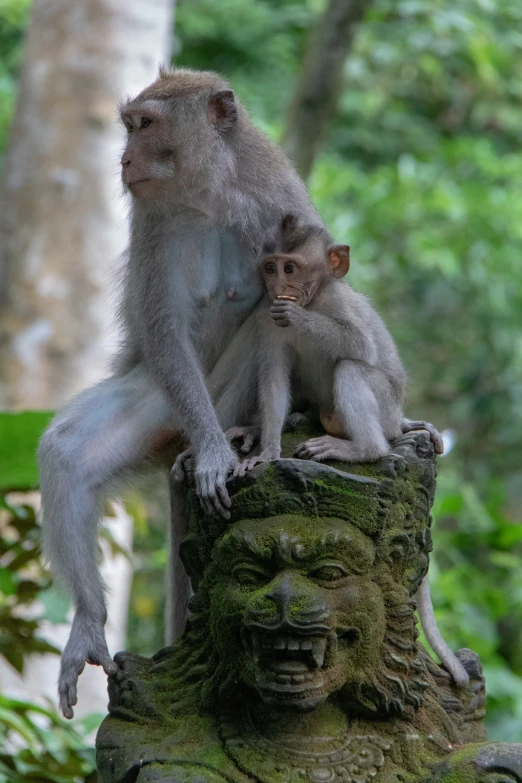 two monkeys are on a piece of stone near some trees