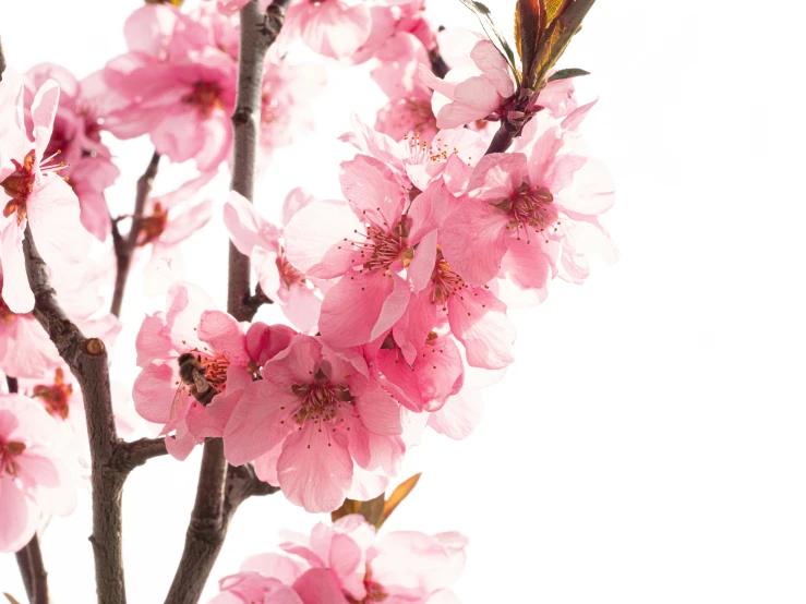 a blossomed nch of a pink tree on a white background