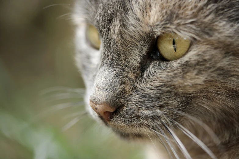 a closeup s of a cat's face