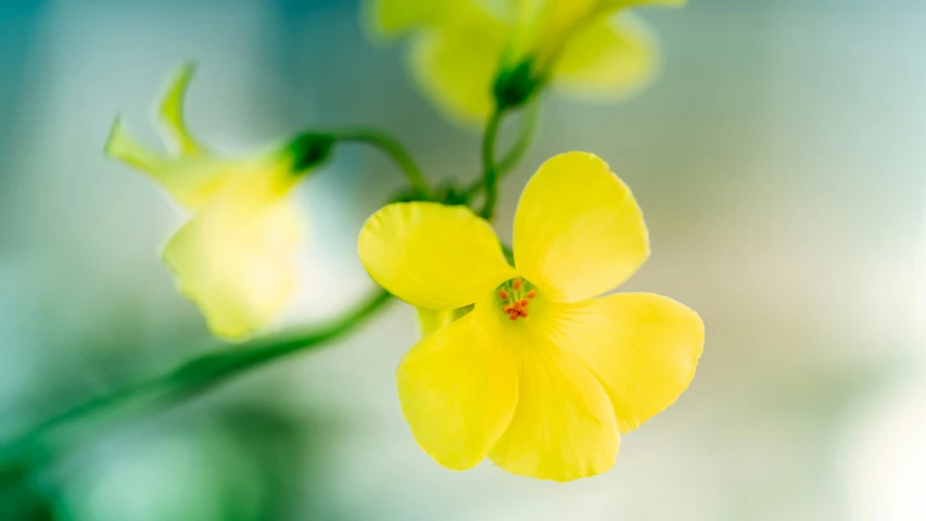 the yellow flower is standing out against the green leaves