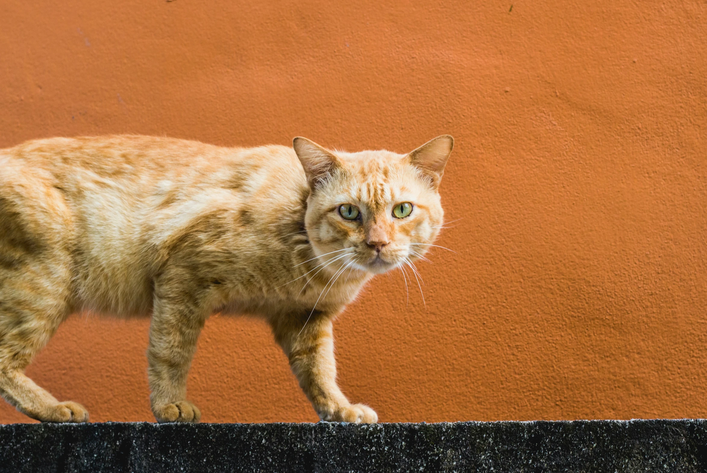 a brown cat is walking near a wall