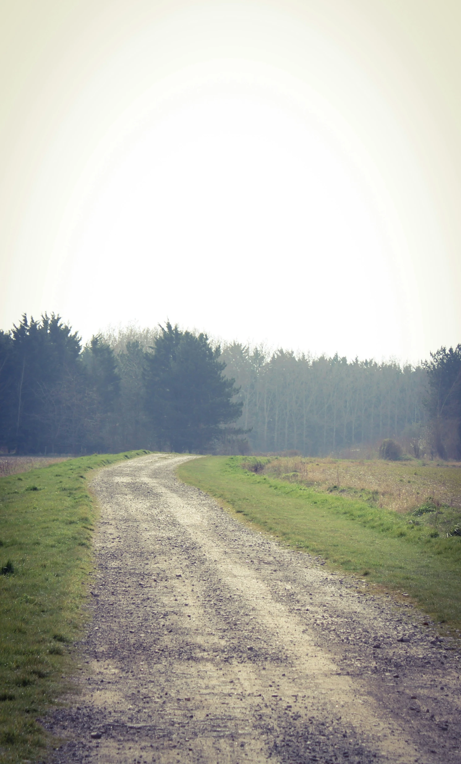 a lone sheep walking down a dirt road