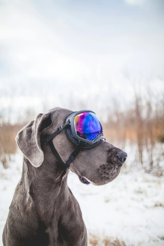 the dog is wearing a mirrored goggles on his head