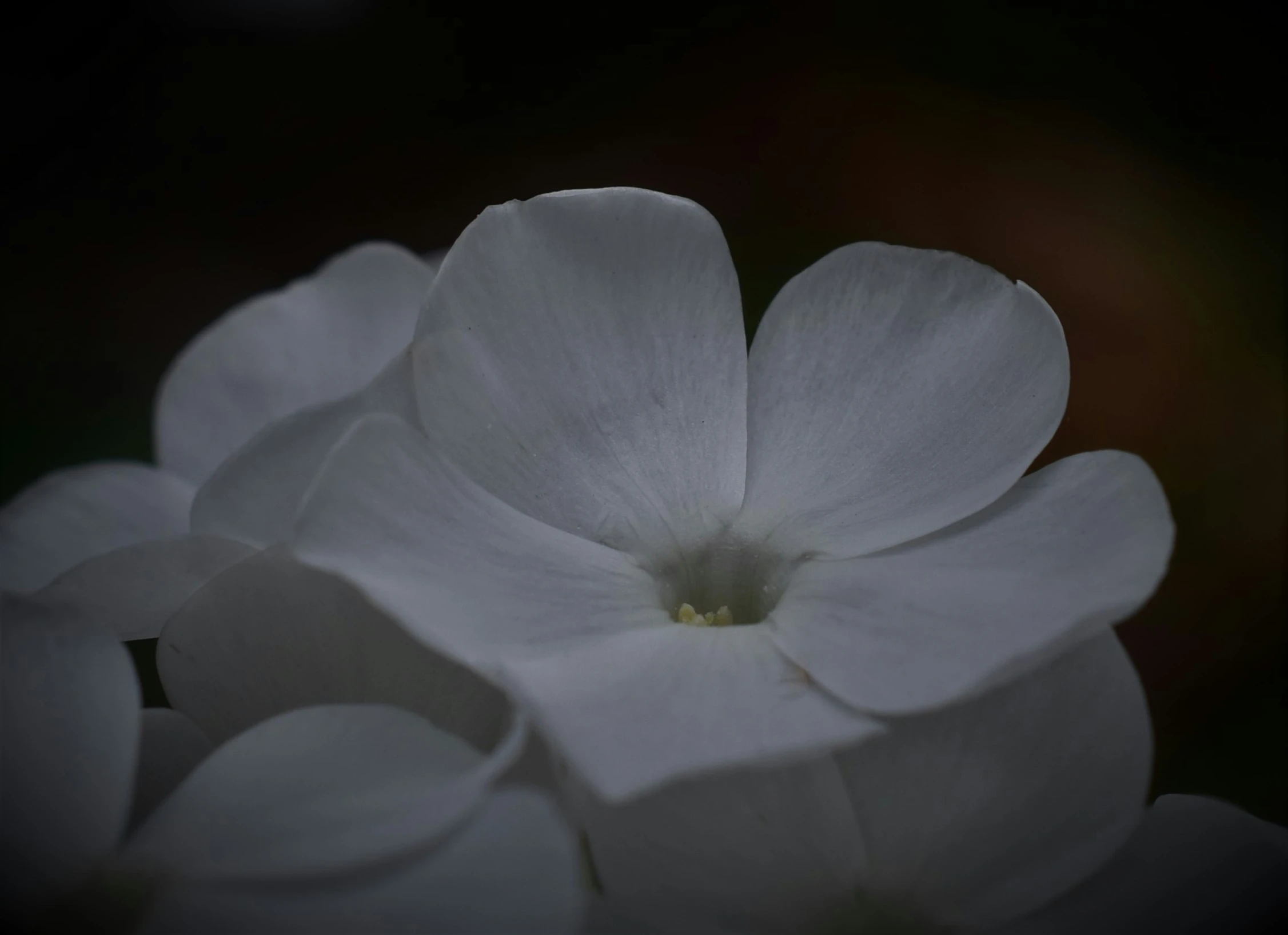 a close up of white flowers that appear to be petals