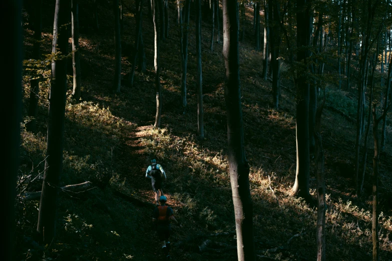 two bicycles are parked next to some tall trees