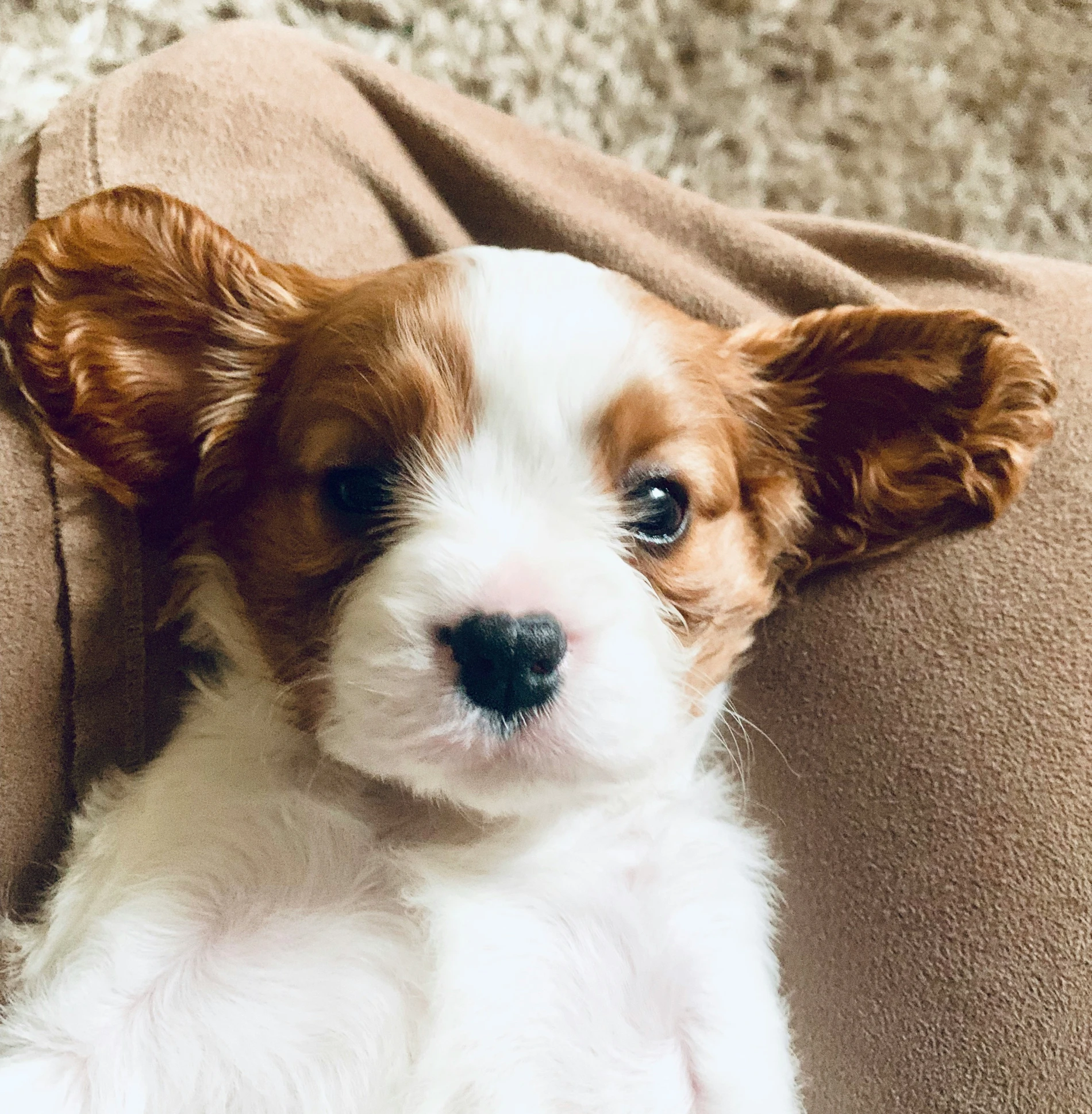 the puppy is lying down in the chair