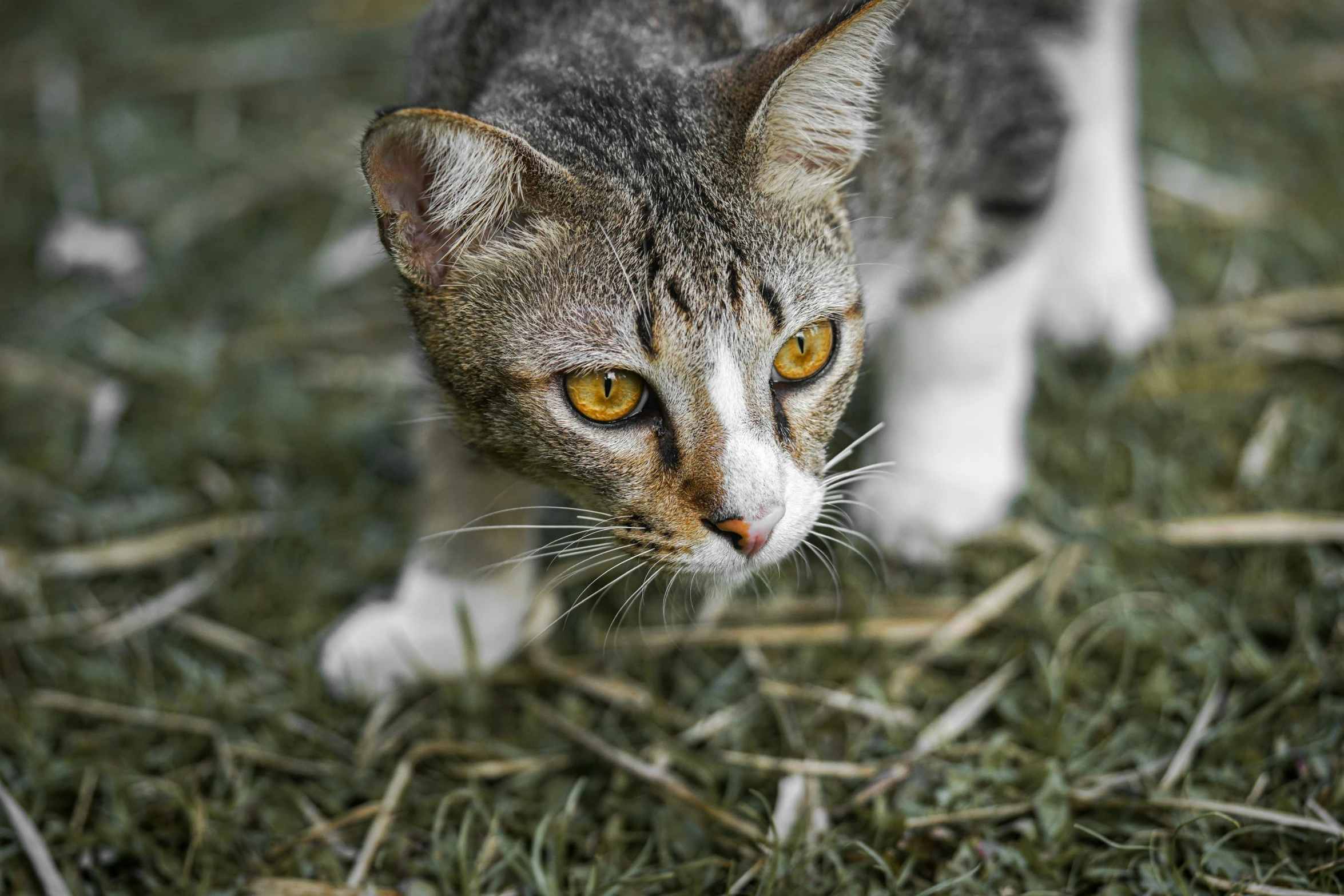 a close up of a cat on grass with yellow eyes