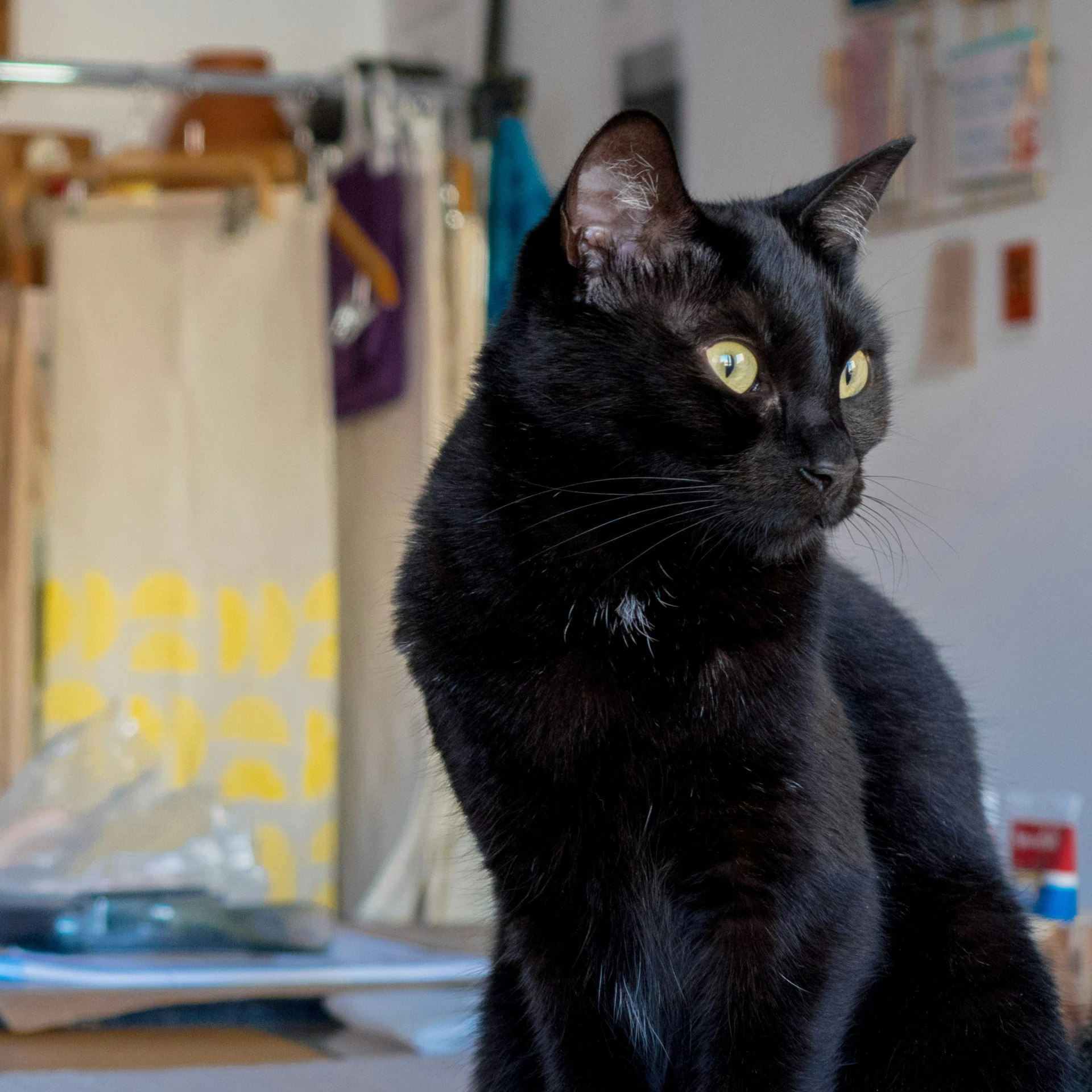 a black cat sitting on top of a table next to clothes