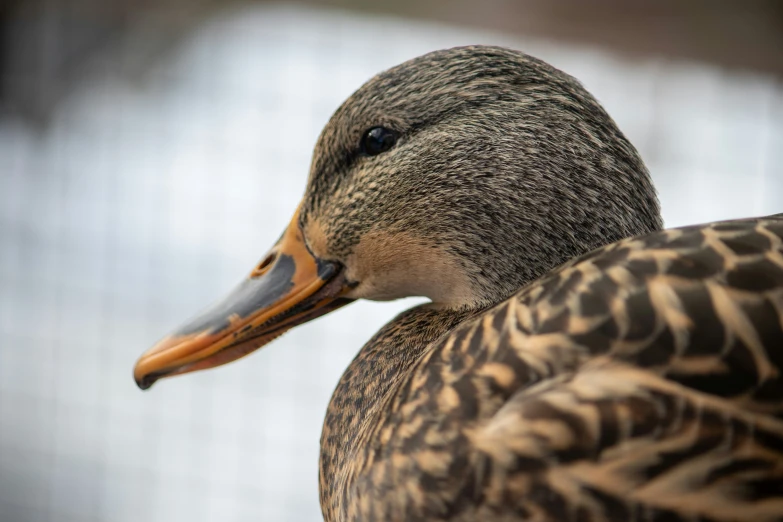 a duck with an orange beak and brown stripes on its body