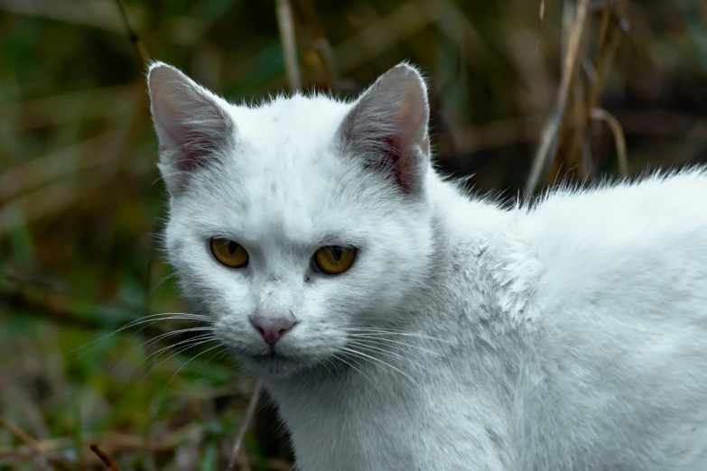 the white kitten is looking at the camera